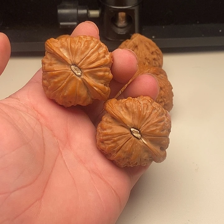 大叶紫檀（黑酸枝木类）文玩核桃敦煌手把件