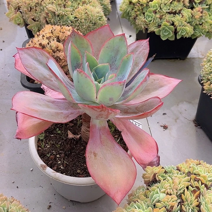 肯尼迪24140多肉植物