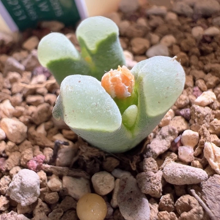 w/713。 青蛙3年2151 恶魔角