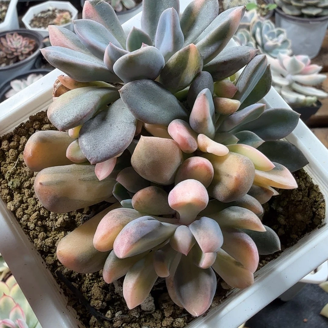 丘比特锦 小方花圃一物一拍