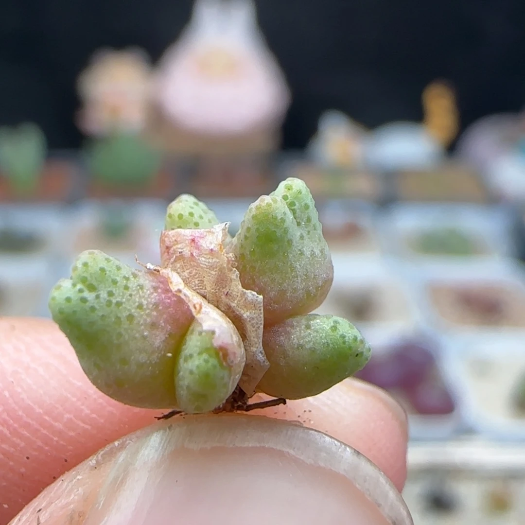 2.13.38/草莓斑马