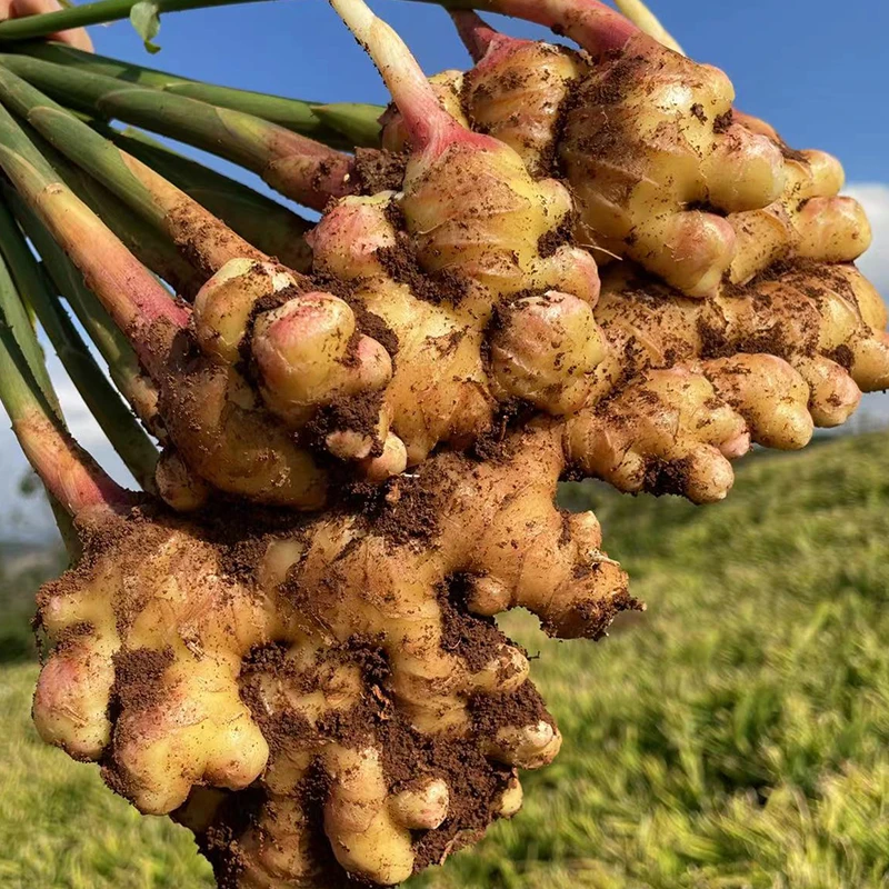 【自然搭档】云南生姜小黄姜3斤/5斤新鲜生姜嫩姜蔬菜产地直发tz