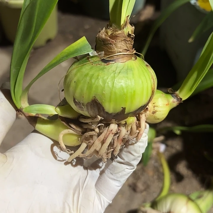 无花朵朱顶红月亮的爱6+2侧