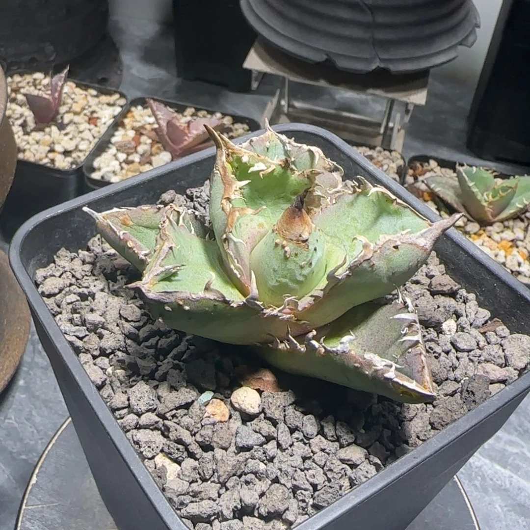 油猪仁王冠龙舌兰