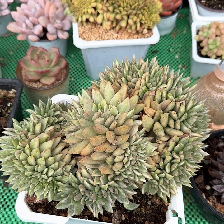 爱克锦缀多肉植物的生长