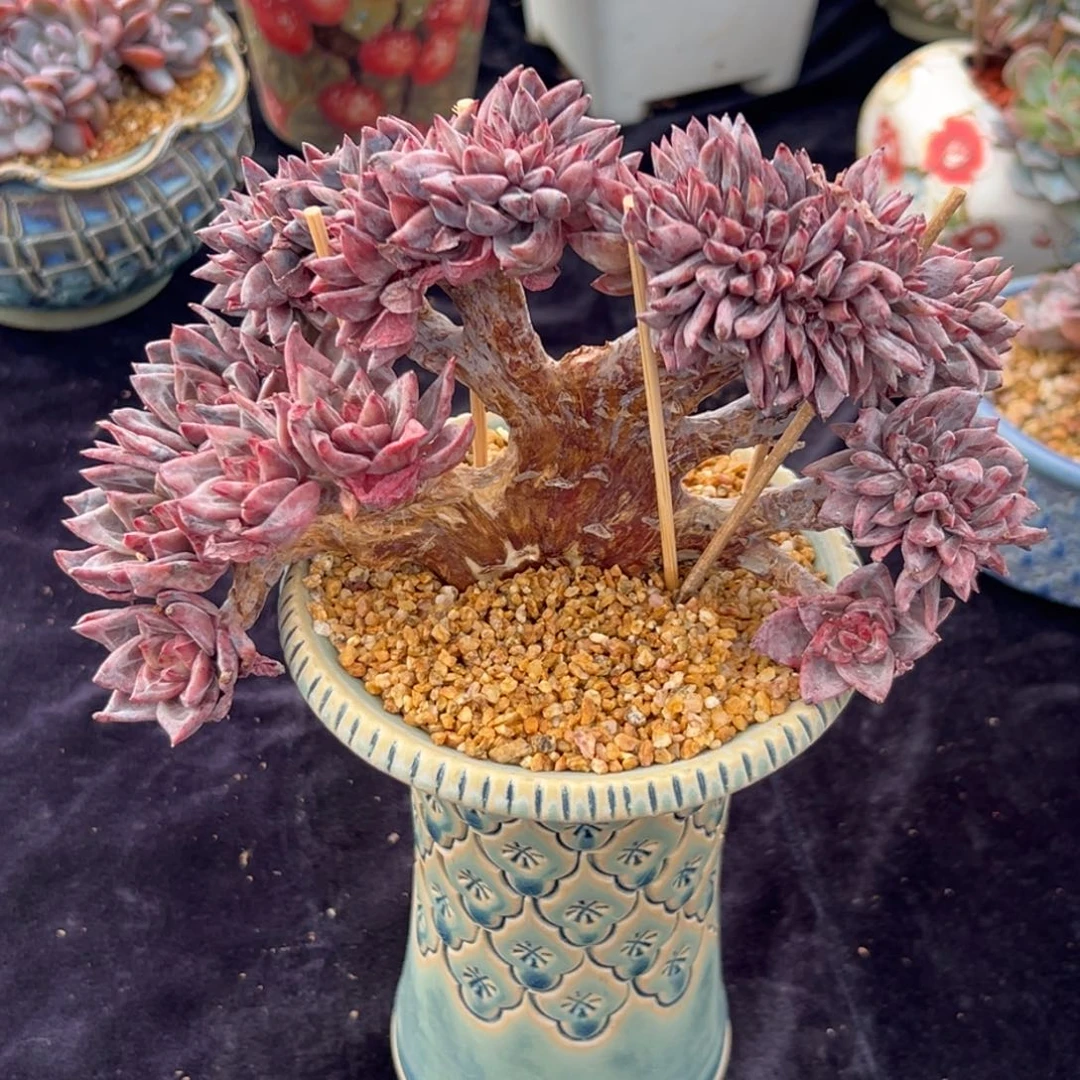 满***肉 新年快乐新年快乐