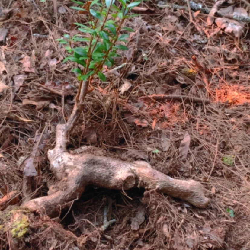 【闪购商品】无花朵