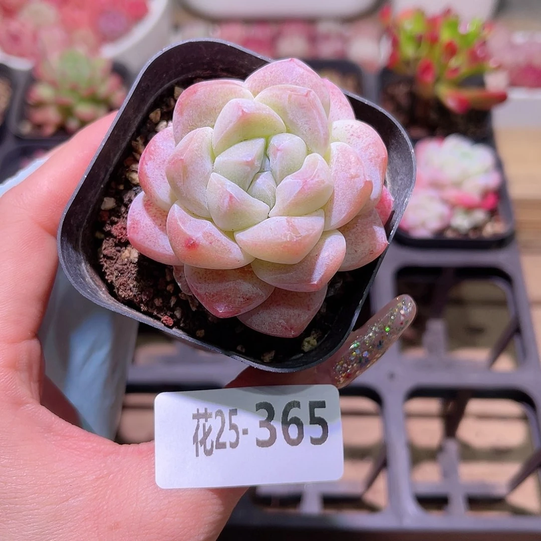 花利美25-365冰玉