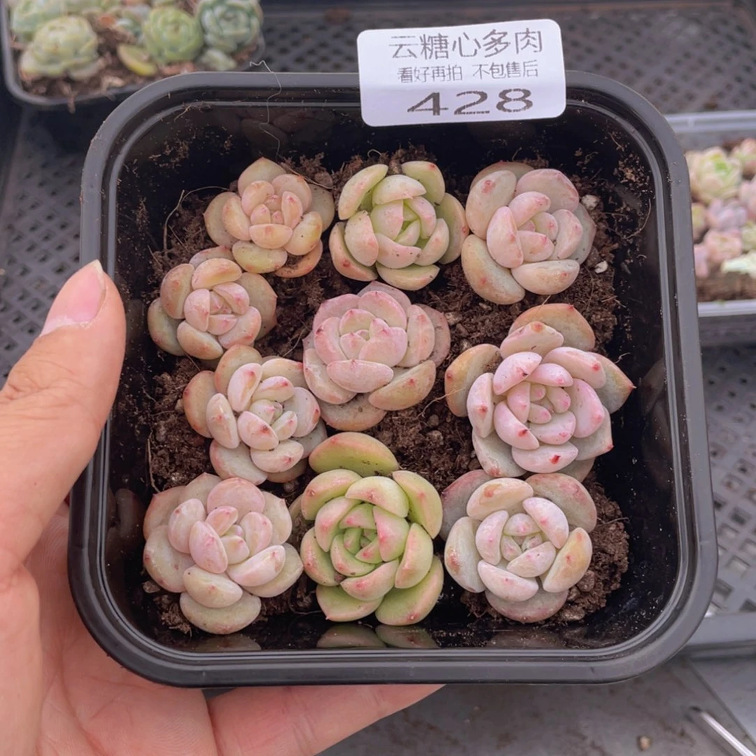 云糖心多肉植物428