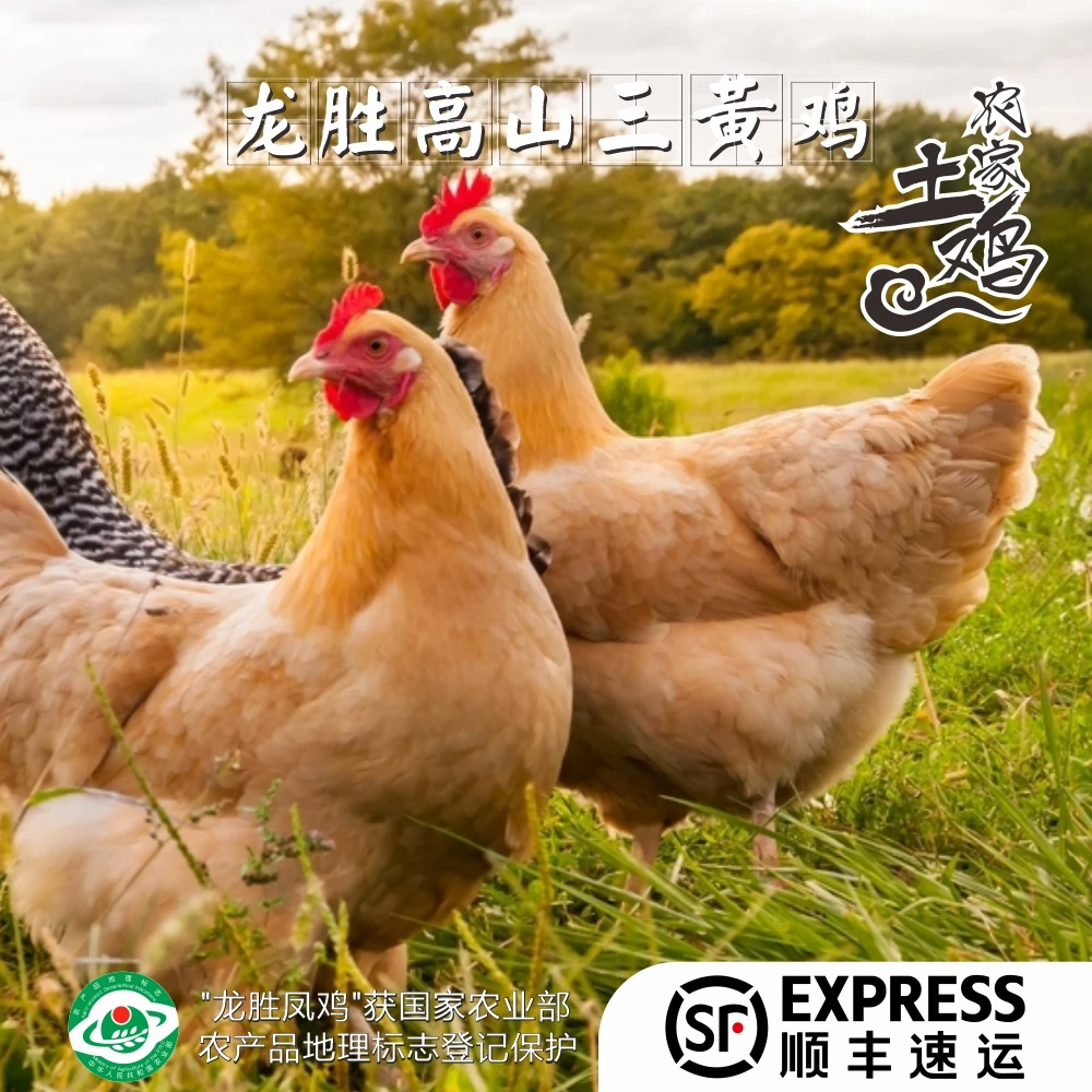 【手工现杀】三黄鸡土二母鸡(净膛) 约1.5Kg/只