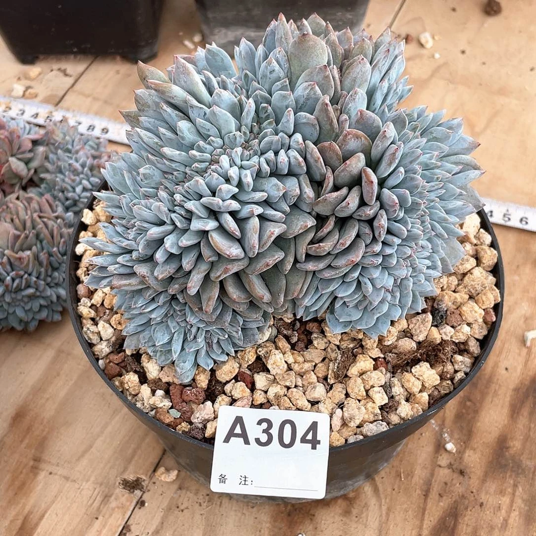 我***肉304多肉植物多肉植物