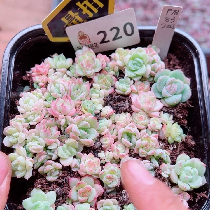 多肉植物多肉植物