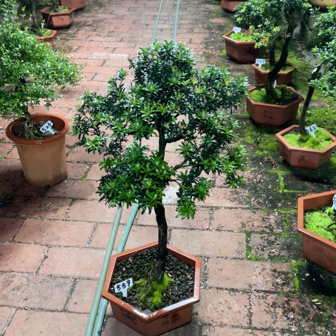 巴***饭以实际为准罗汉松珍珠559带盆