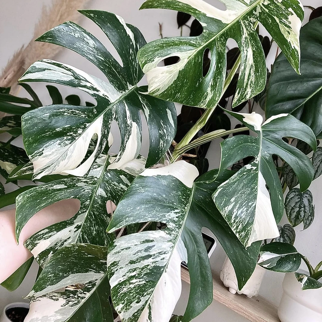 【森野】末日白锦龟背竹一物一拍（不售后）