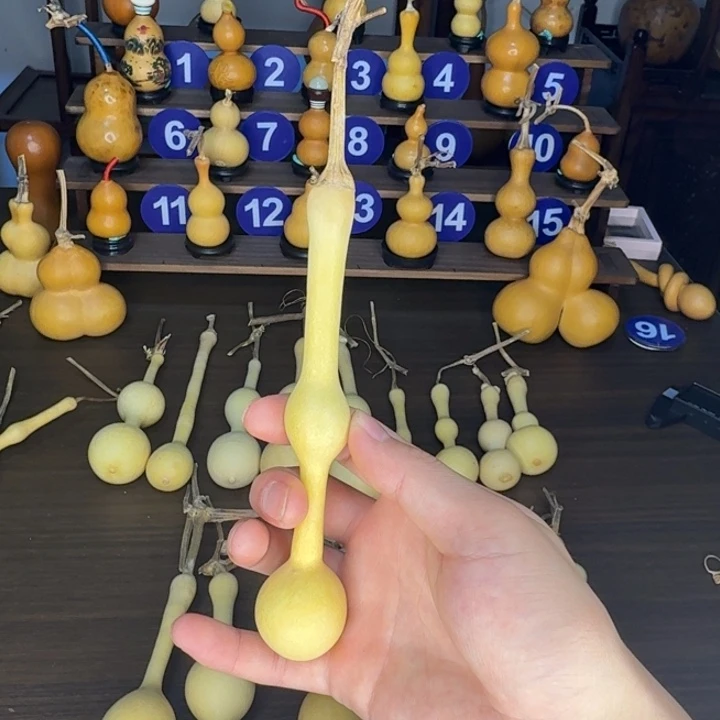 阳***我精品杆子新皮周正