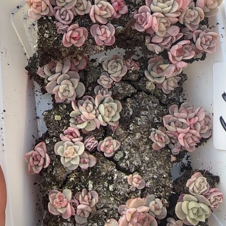 55号王者系列种播苗一盒