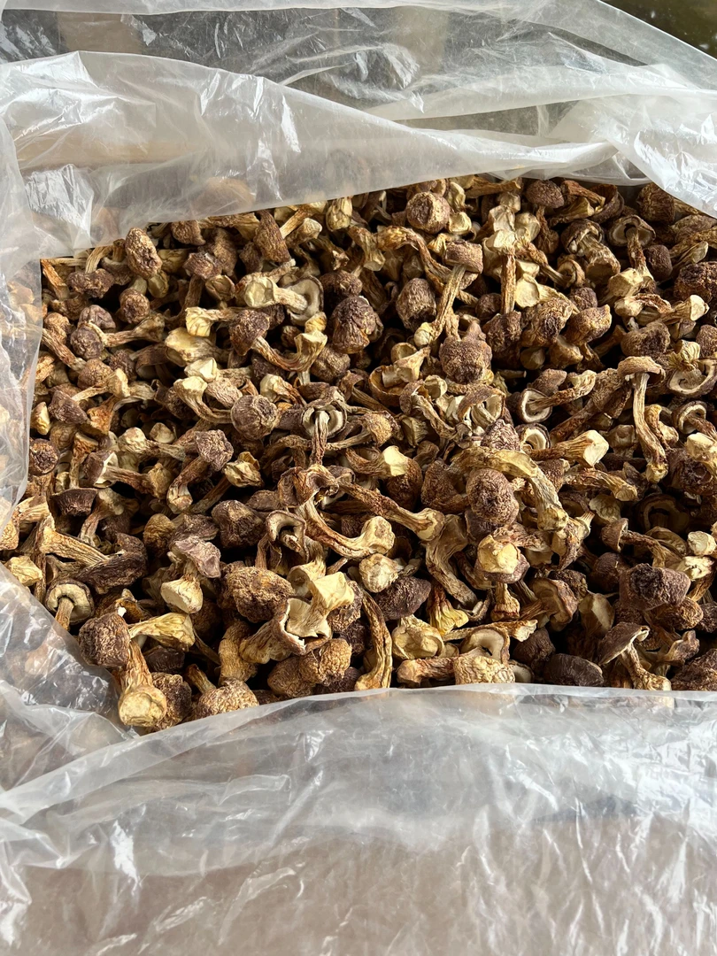 姬松茸干货云南特产精选无硫松茸菌