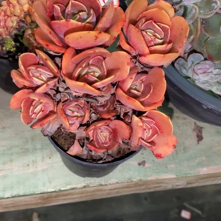 野*一物一拍绣眼多肉67