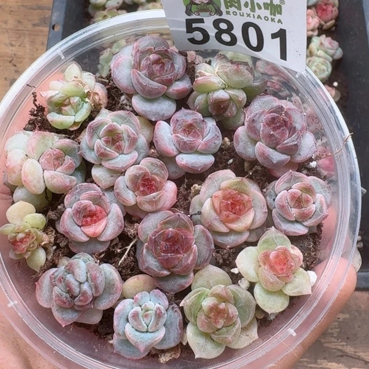 多肉植物多肉植物