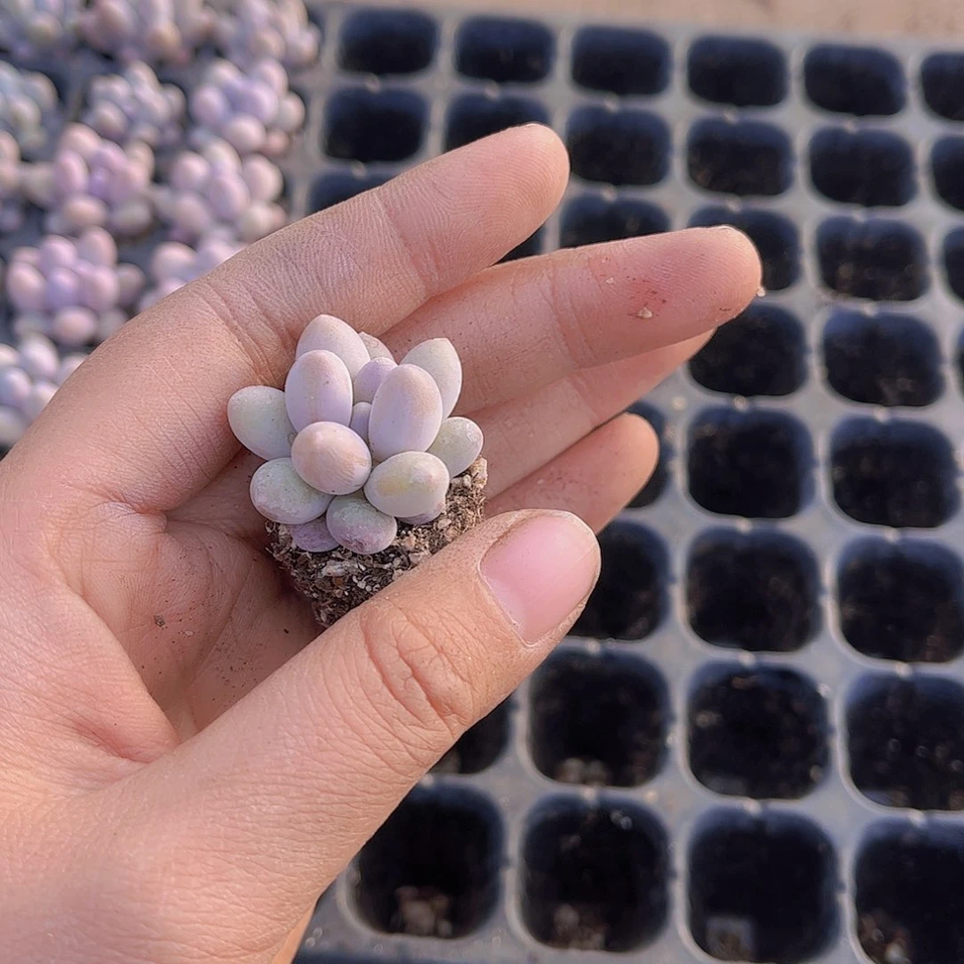 君*多肉汤圆6颗多肉