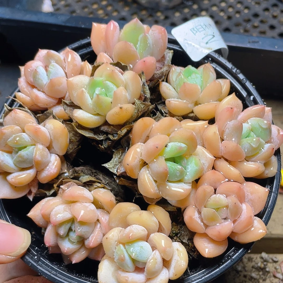 多肉植物多肉植物235