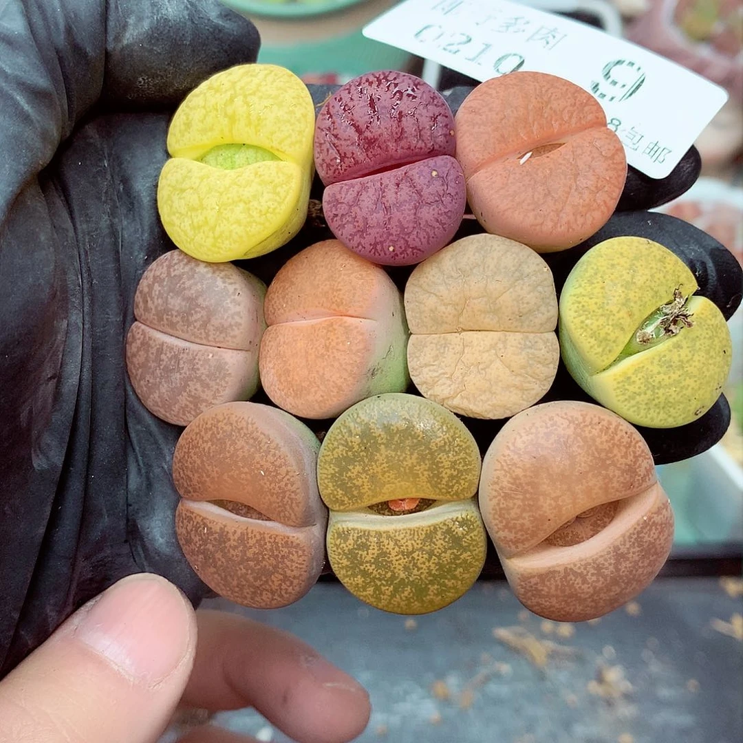 郎哥多肉生石花10-9