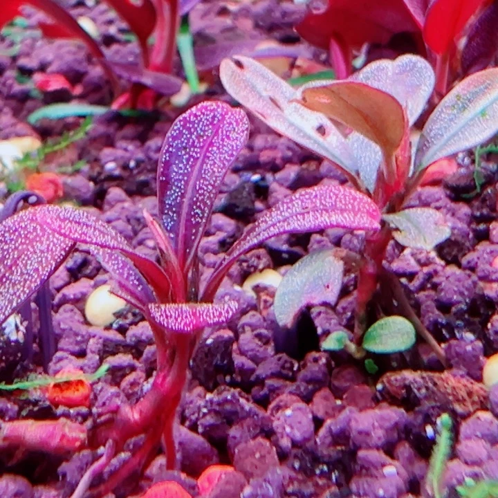 福利29号福利价植物一头