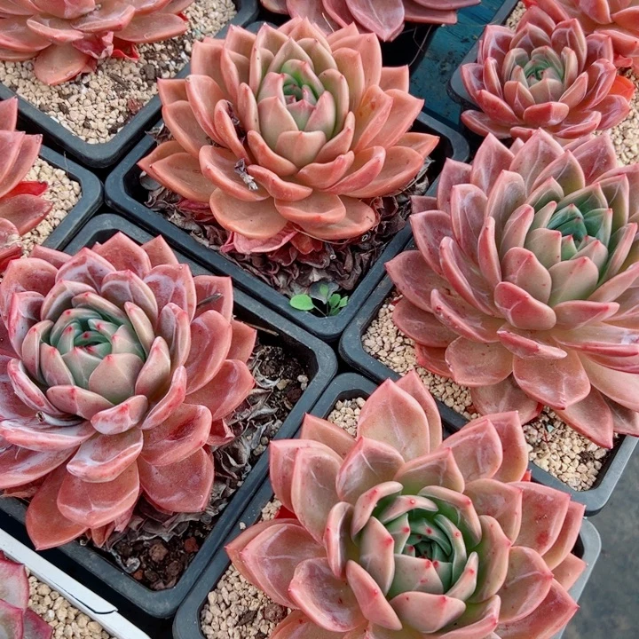 红酒香槟老桩随机发货