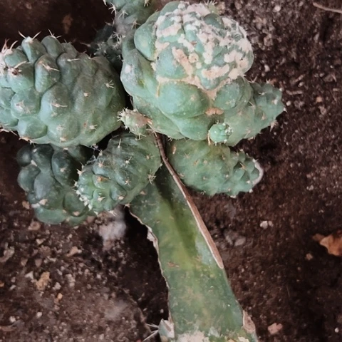 1235处理无痕侧芽