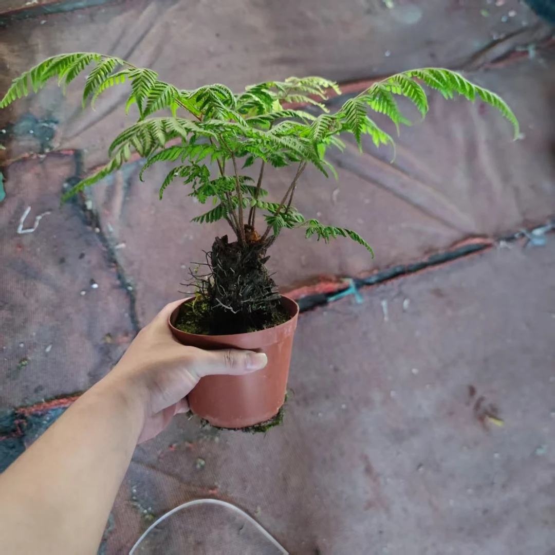 【红鳞蕨】蕨类植物喜水喜阴室内好养懒人绿植盆栽盆景