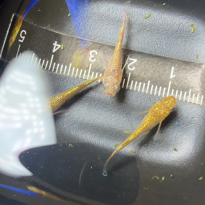 青鳉鱼25号拍品青水晶