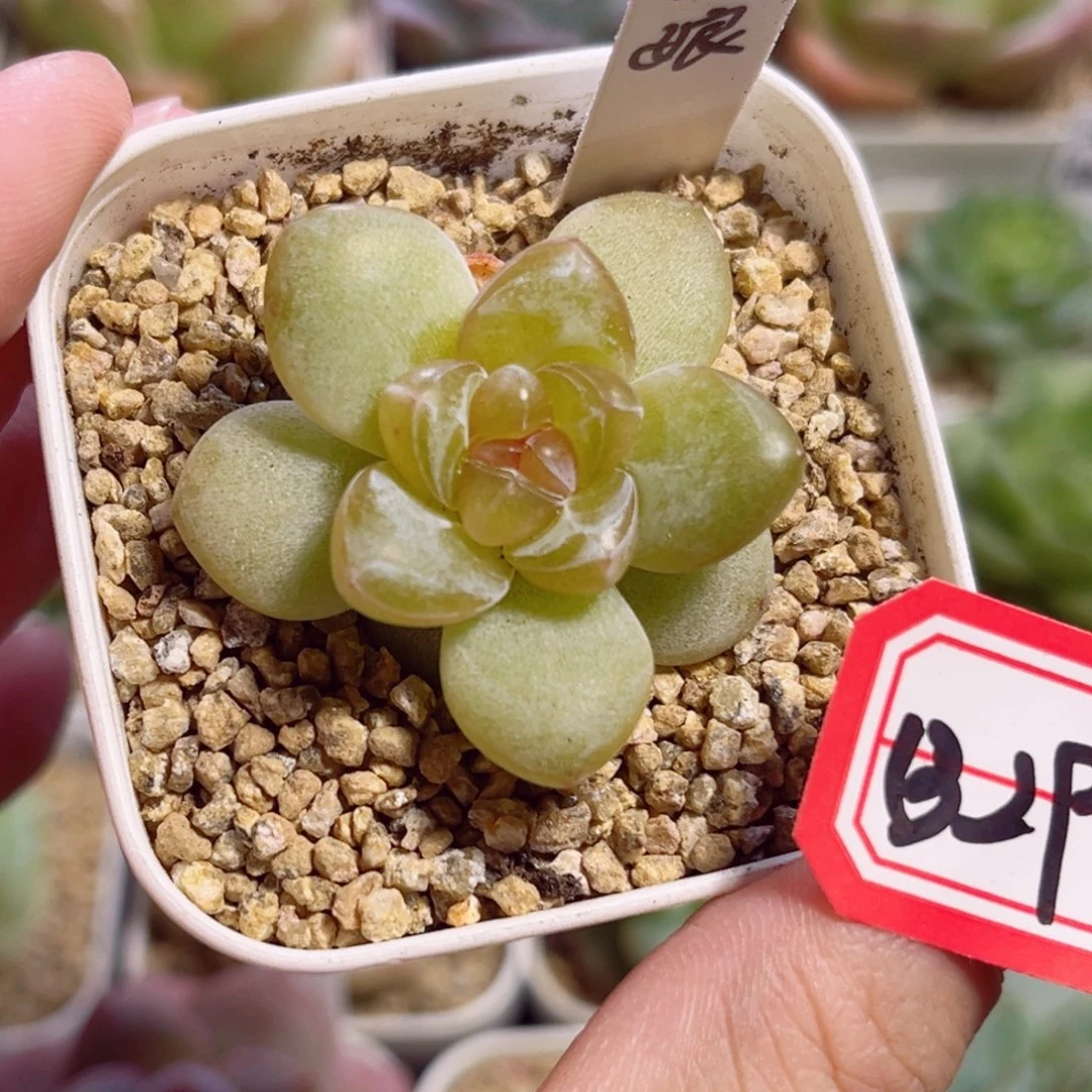B291 一物一拍 绣娘