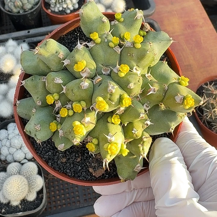 丘西大吉仙人球123