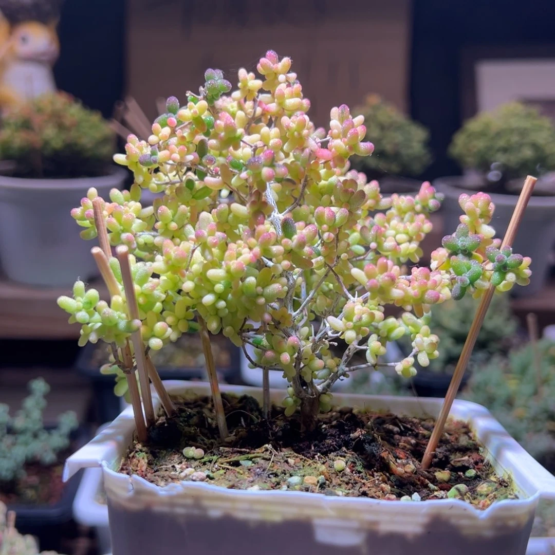 851米粒锦一物一拍包开箱