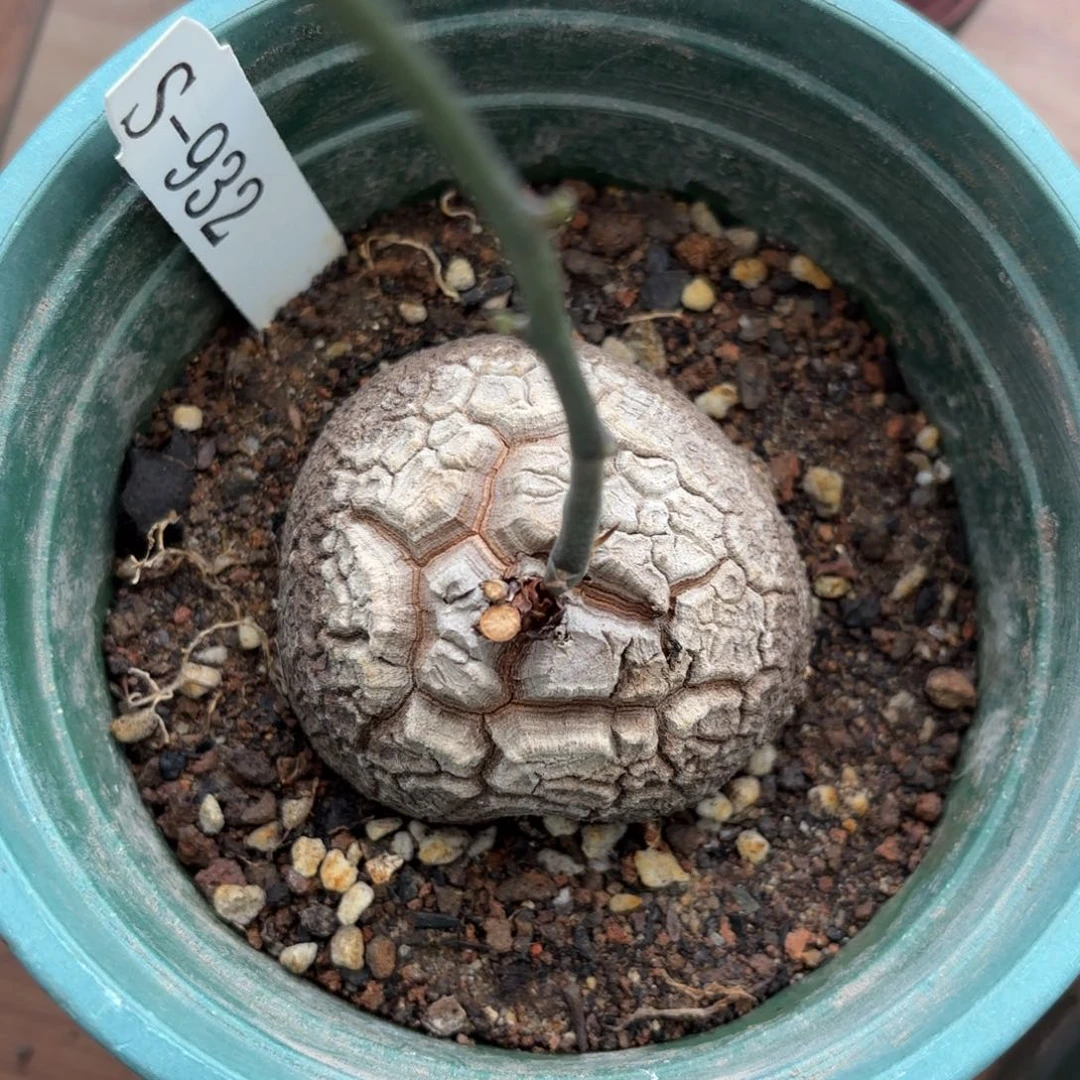 龟甲龙带盆包邮不退不换