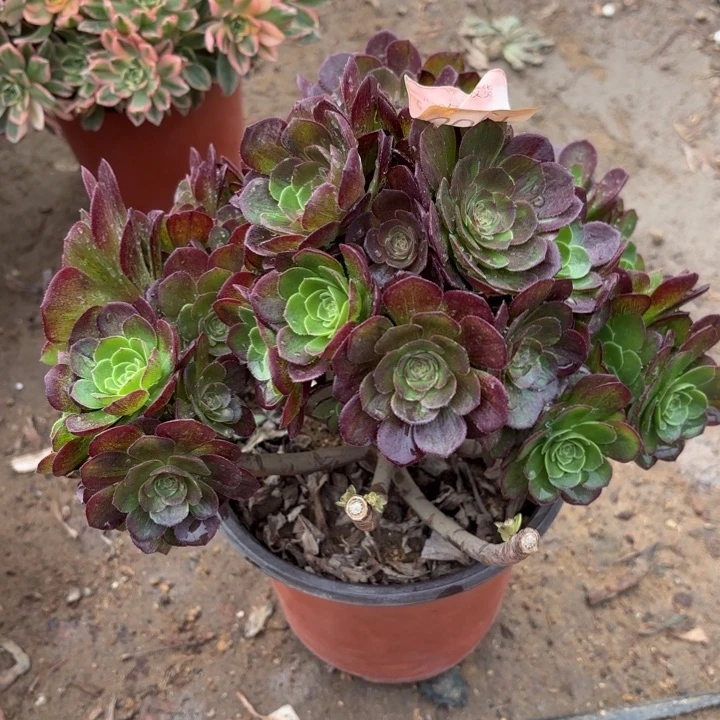 花月夜多肉处理不包断头6027