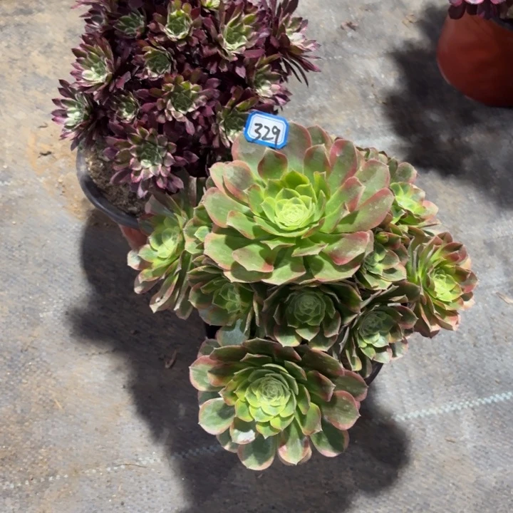 大***图组合两颗法师329