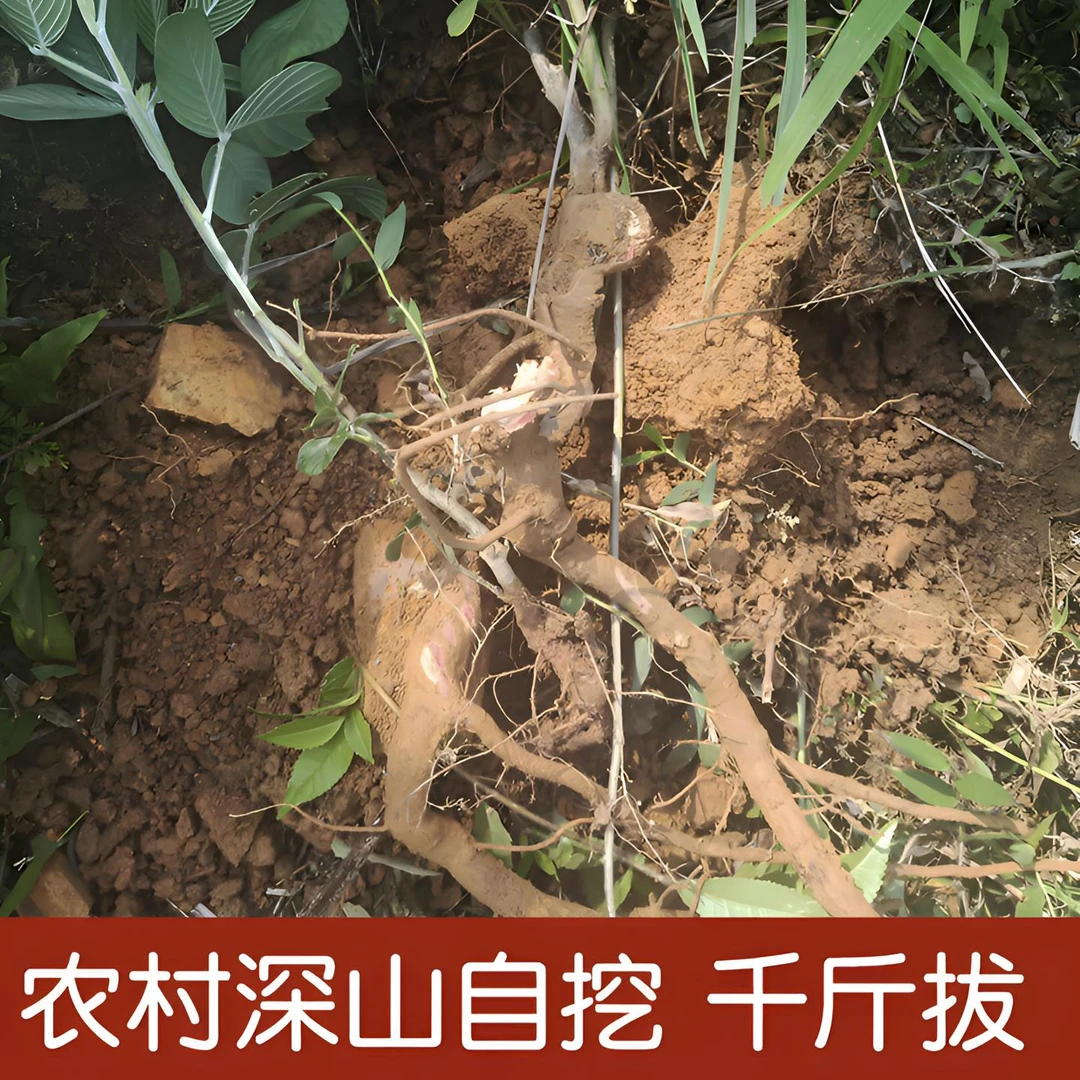 2号「千斤顶」粤北深山好物食用农产品煲骨头推荐材料（切断晒干包邮