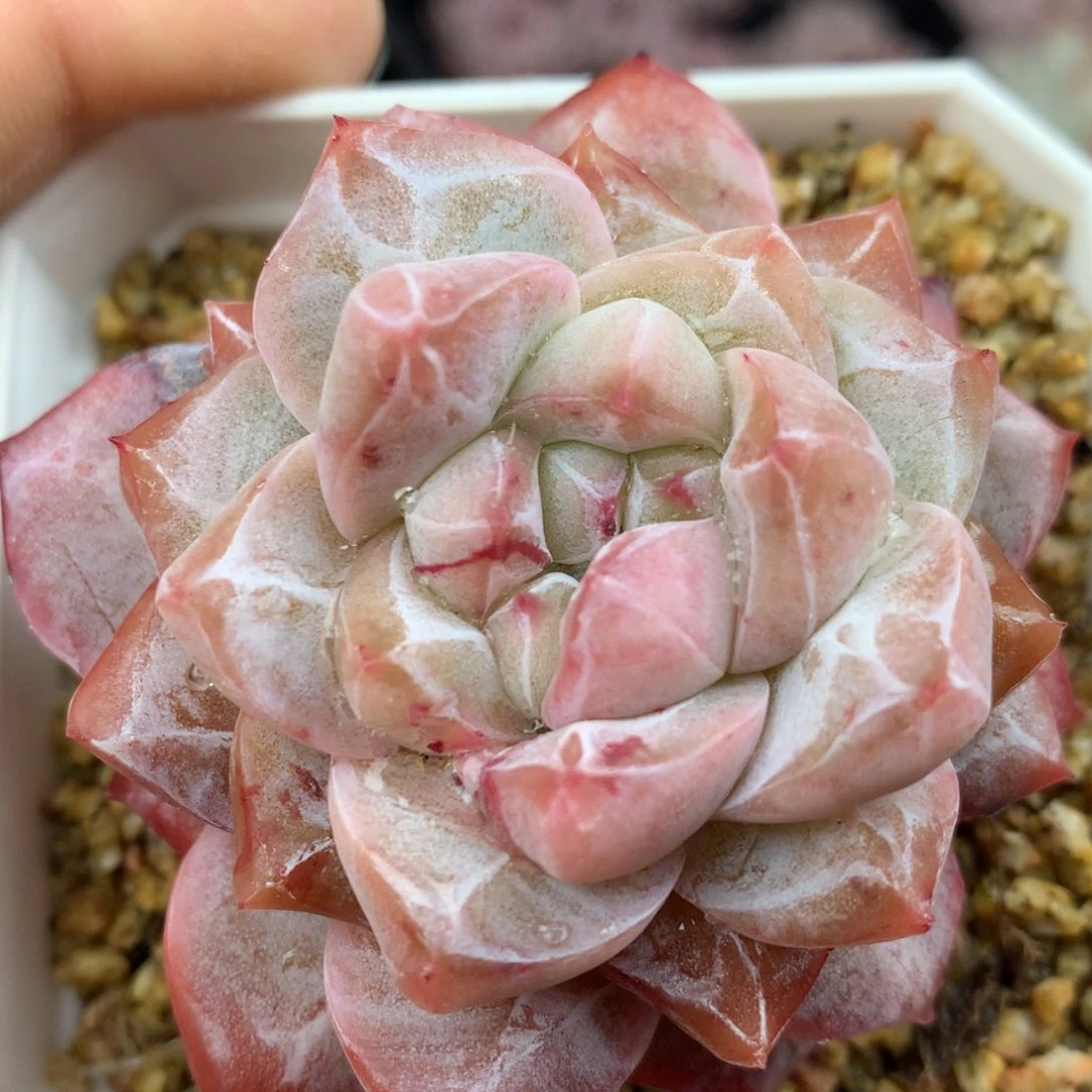 0128-35 粉钻优选