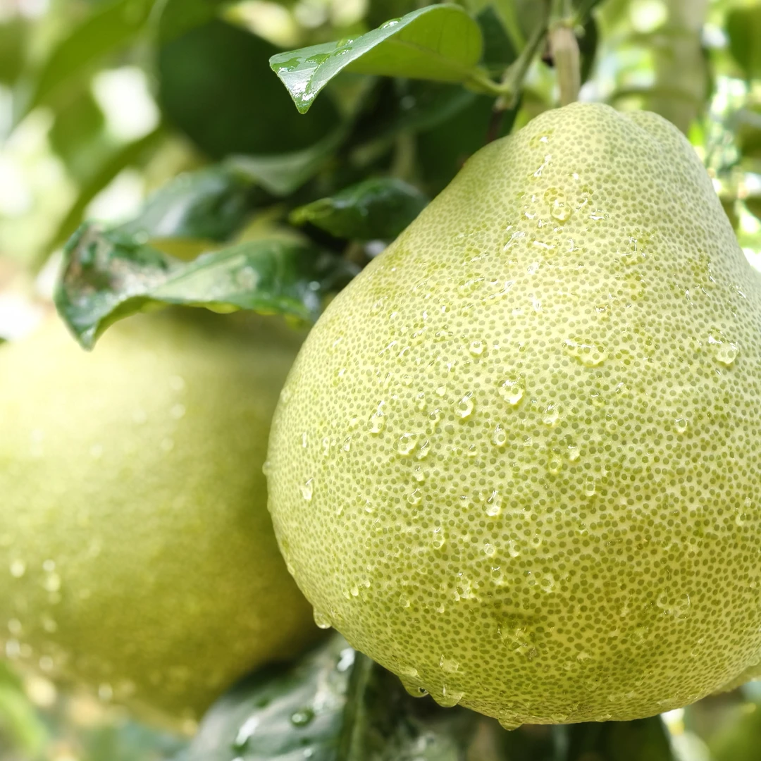 仙游度尾文旦柚新鲜当季应季孕妇水果酸甜多汁