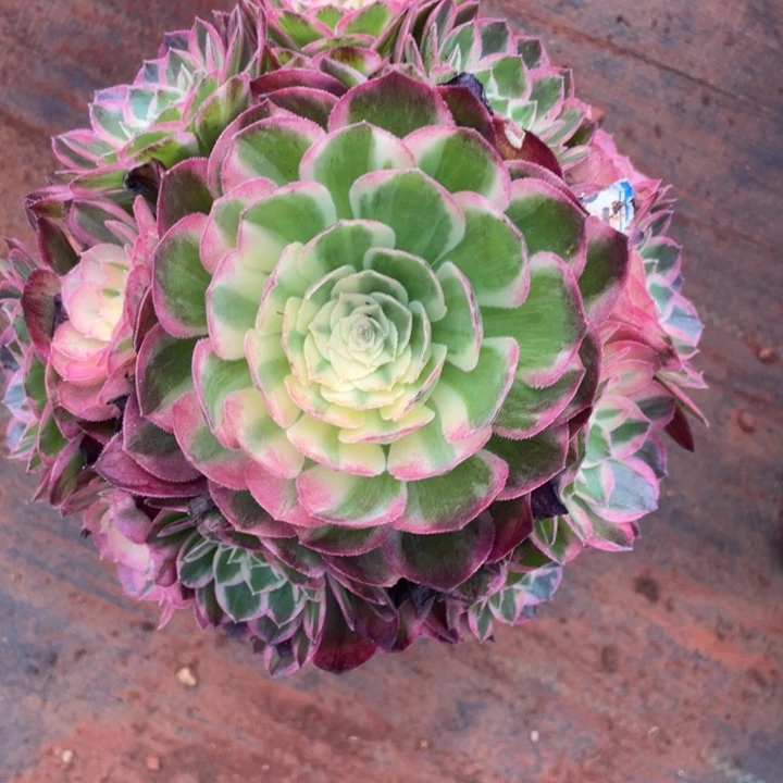 度夏海鲜法师锦锦锦