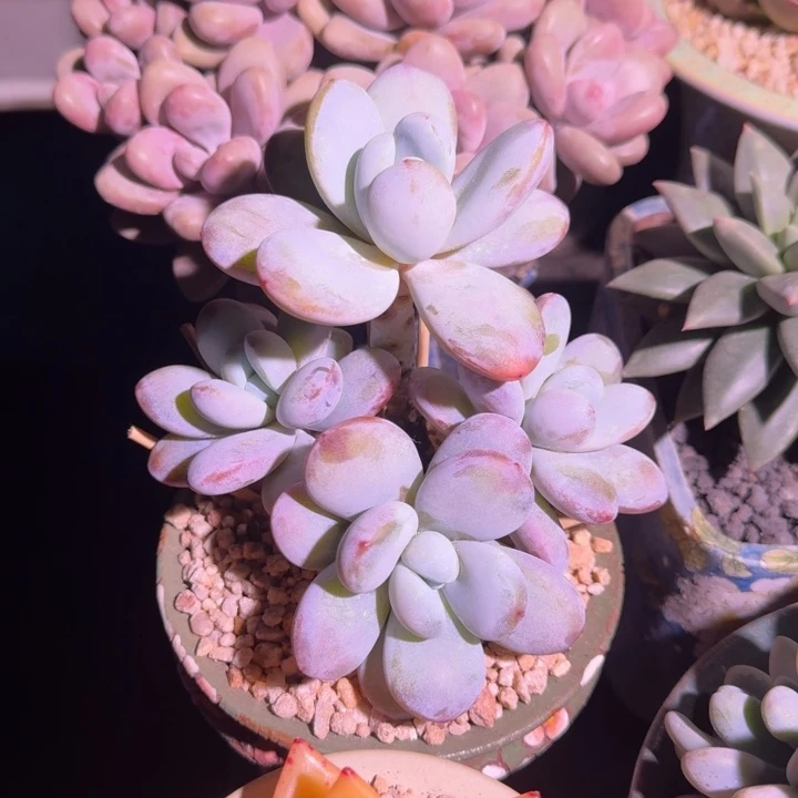 雪美人 群生 一物一拍