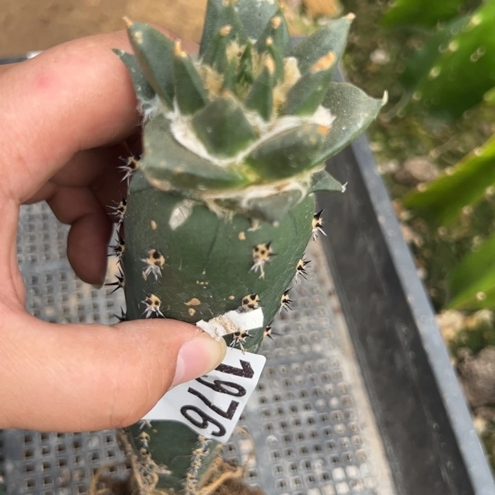 ?**么龙牙仙人球1976号