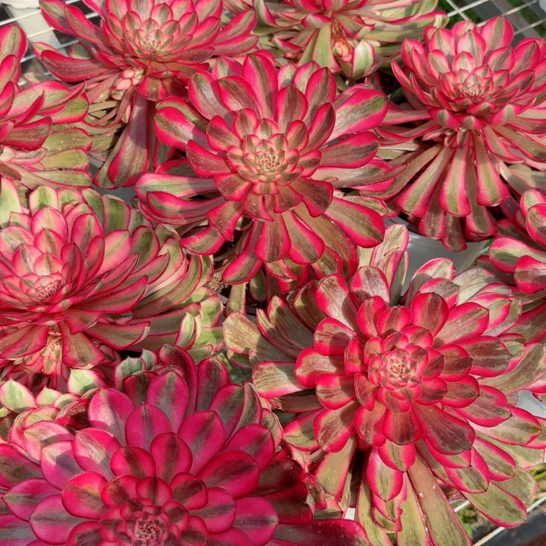 180白月光单头满圈仔多肉法师量拍