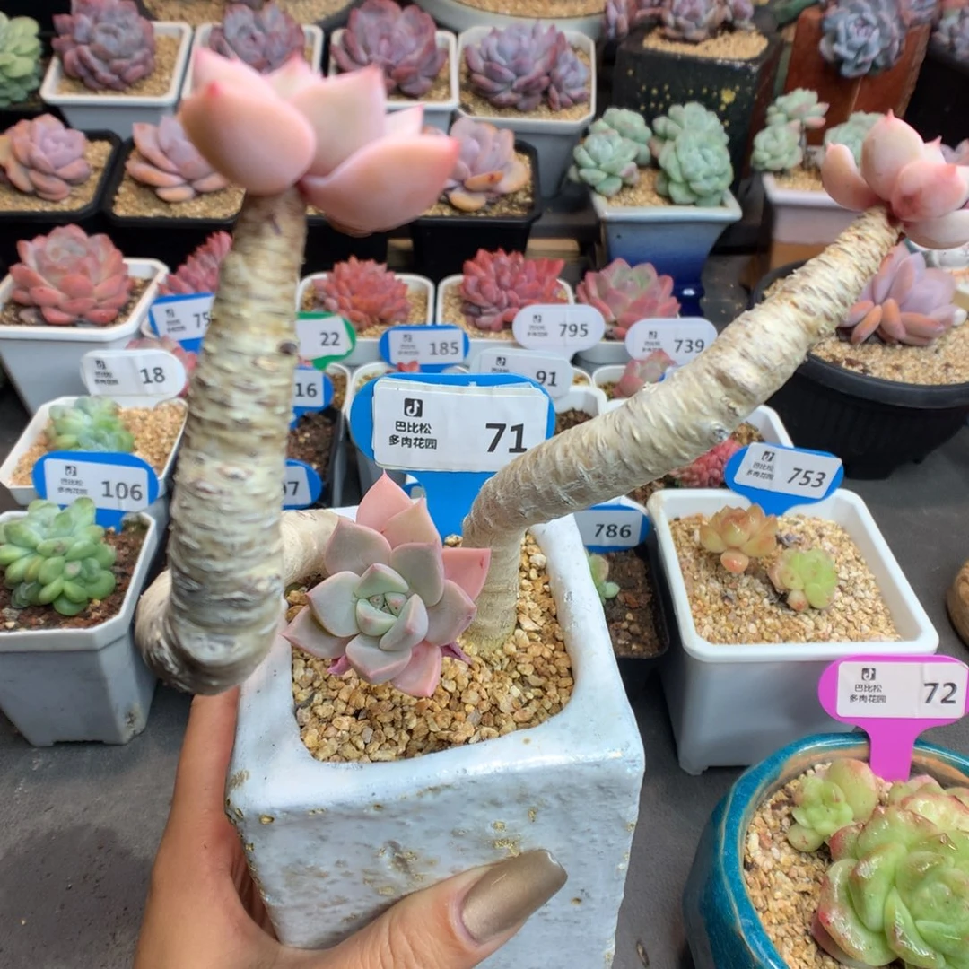 71妖桩多肉植物一物一拍