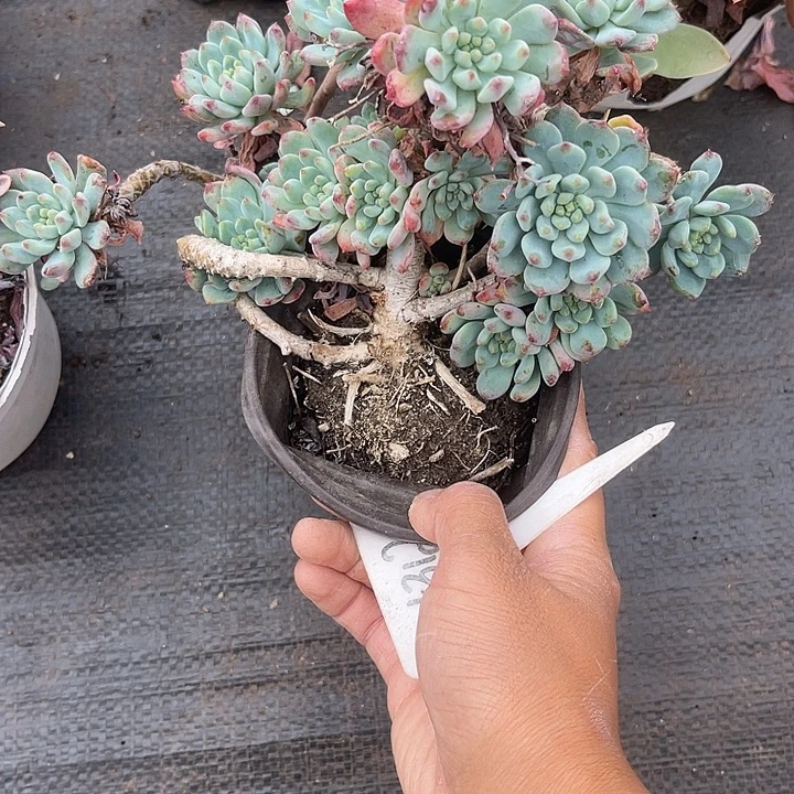 晨语多肉，一物一拍312蓝苹果