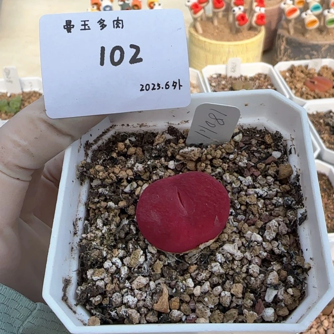 s***o多肉多肉多肉6.3-102