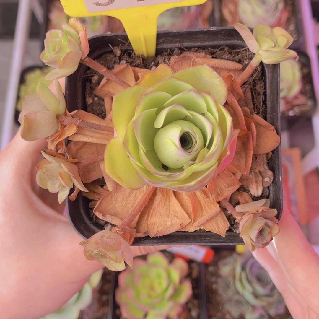 单品一物一拍941号