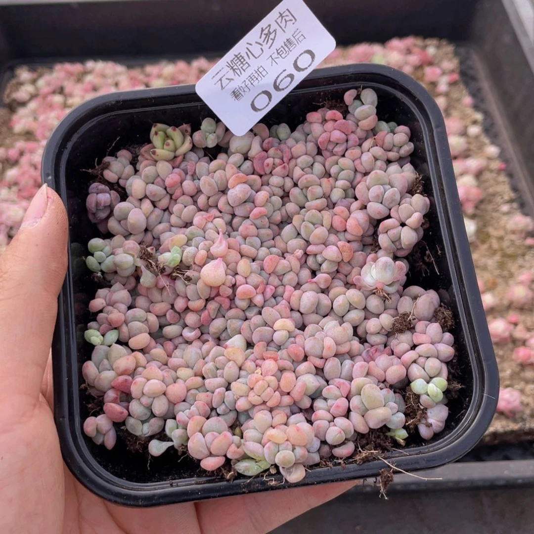 云糖心多肉植物60