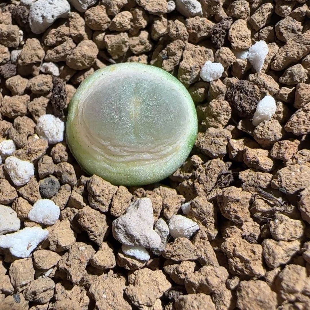 肉锥多肉植物组合-日式拉登1223